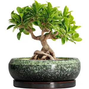 STANDARD GOODS Transform Your Space with Our Elegant 8-Inch Retro Green Ceramic Bonsai Pot - Ideal for Succulents and Indoor/Outdoor Decor, Complete with Drainage and Saucer