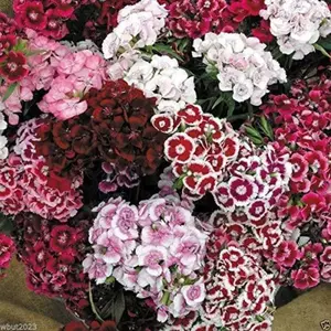 Mixed Sweet William Flower Seeds for Planting