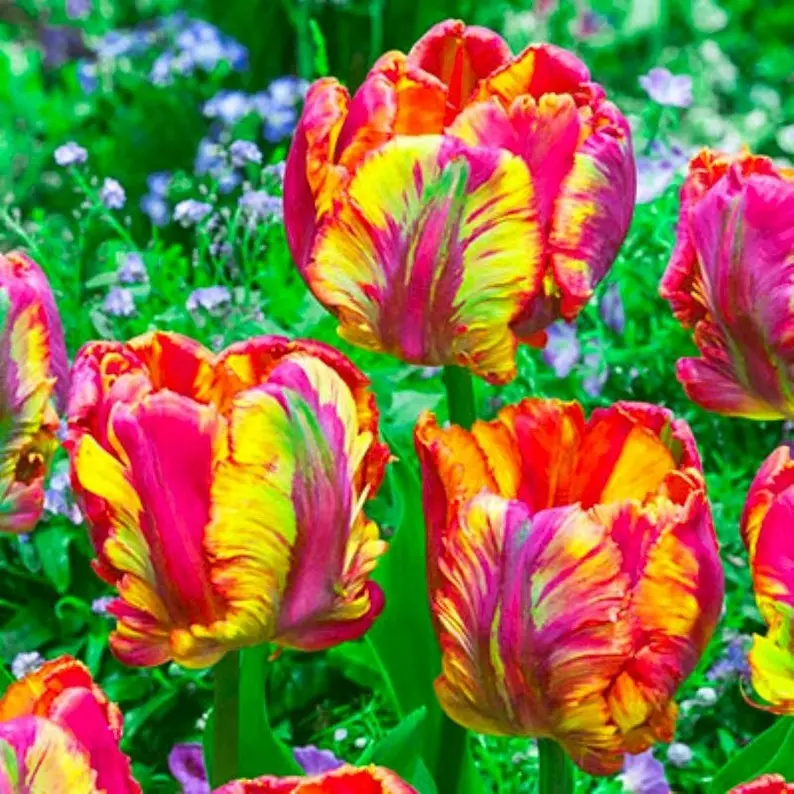 50 Rainbow Parrot Tulip Seeds Fragrant Flower Plant (much less money than bulbs)