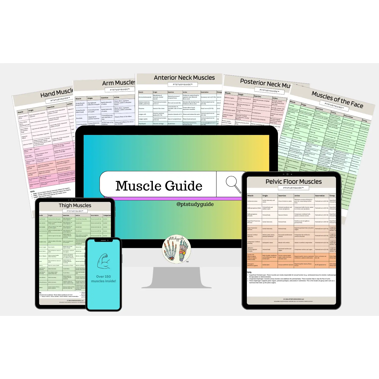 Muscle Guide - PDF Download