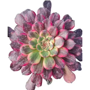 Aeonium Black King Kong