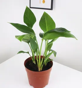 RZ-16 / 4 Inch Potted Bird of Paradise Live Tropical Houseplant, Young Strelitzia Nicolai With Large Glossy Split Green Foliage, Bright Light Loving Compact Starter Plant For Desktops, Window Sills, Modern Indoor Accent Decor And Beginner Plant Collection