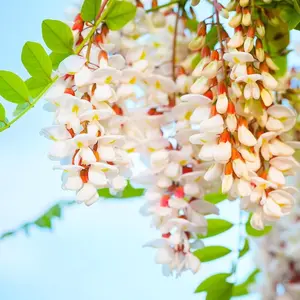 100 Flowering Black Locust Tree Seeds for Planting - Robinia pseudoacacia