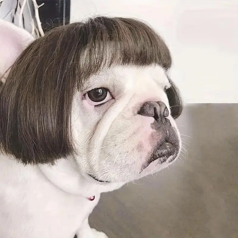 Dog Wig, Funny Puppy Pet Hair Accessories & Costume Decoration for Party, Poodle & Small Dogs Dog Wig, Funny Puppy Pet Hair Accessories & Costume Decoration for Party, Poodle & Small Dogs