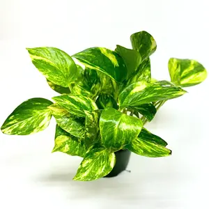 Golden Pothos 4" Pot - Lush Live Houseplant with Vibrant Yellow and Green Variegated Leaves. Perfect for Indoor Decor, Low-Maintenance Care, and Ideal for Homes and Offices!