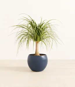 Ponytail Palm