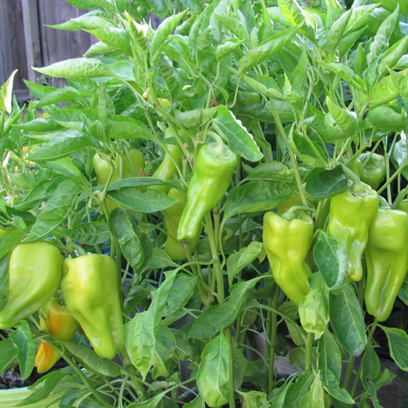 Cubanelle Sweet Pepper Seeds Organic (Capsicum annuum) – Sweet, thin-walled peppers; ideal for frying or stuffing, called Italian Frying Pepper.