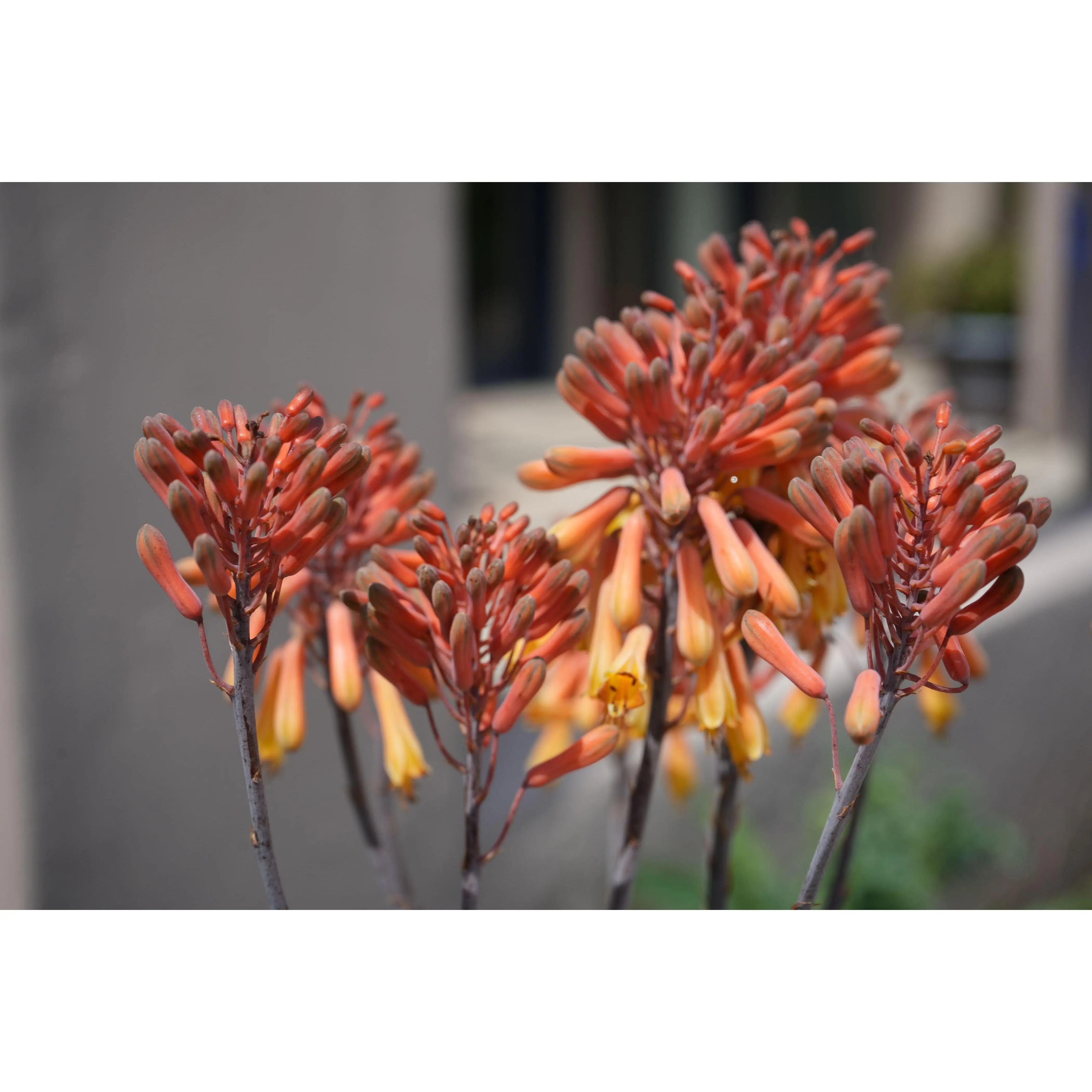 Aloe camperi: Desert Beauty, Yellow Orange Flower Succulent - TikTok Shop