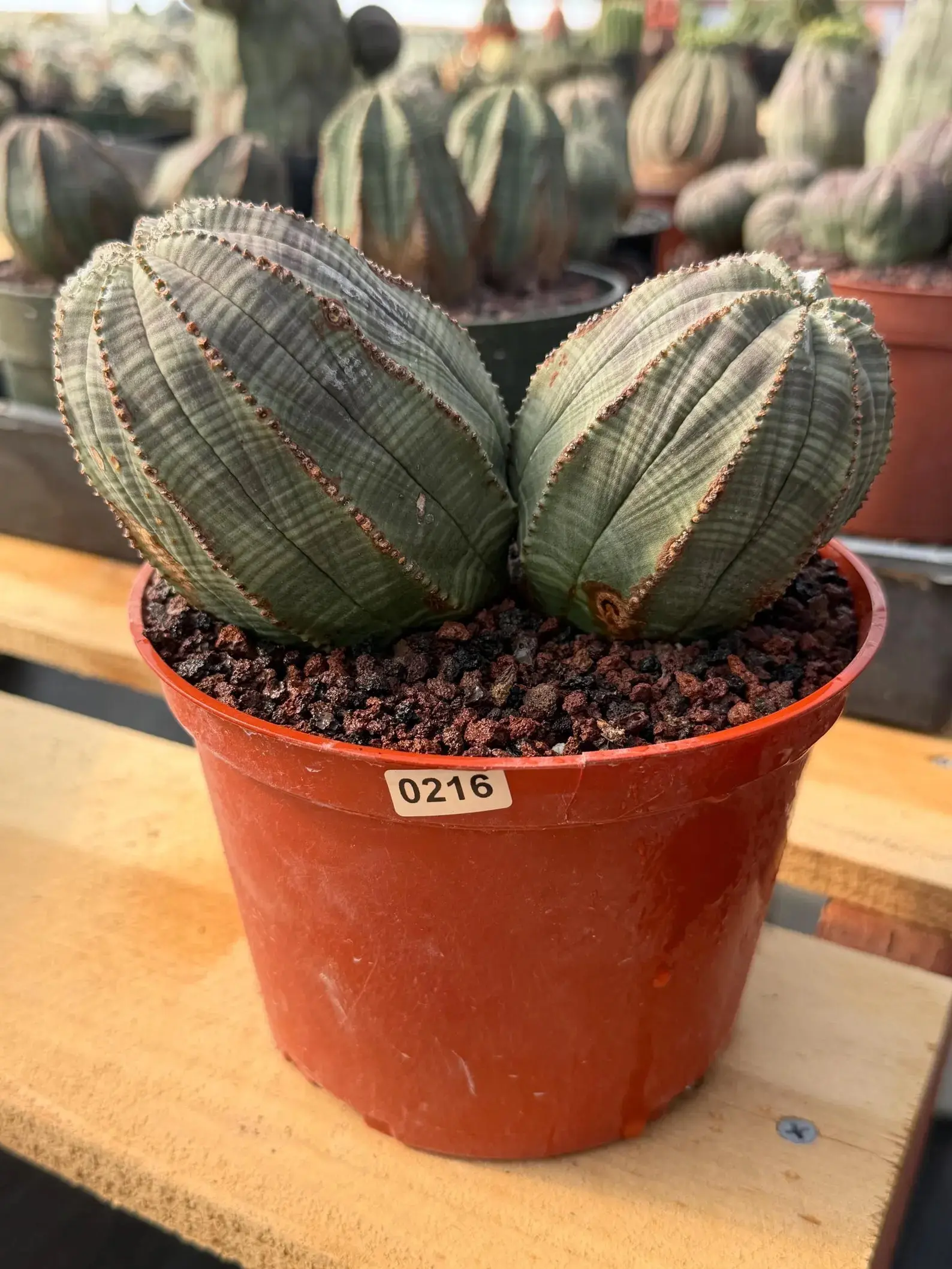 Euphorbia Obesa Double Head #216 | Large Rare Collector Succulent
