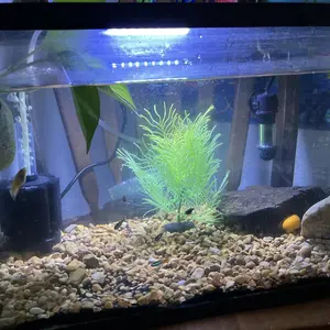 hygger Small Aquarium Betta Heater, Submersible Fish Tahk Heater 10W/25W/50W/100W with LED Digital Display, Suitable for Marine Saltwater and Freshwater up to 5/10/16/26 Gallon