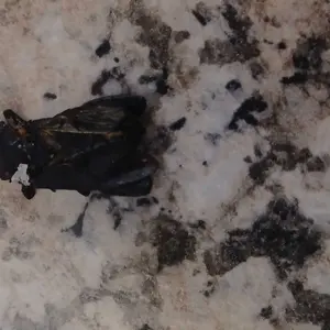 Product Review of [Dr.Melaxin Official] Cemenrete Calcium Multi Balm Eye Care Routine Korean Skin Care Anti-aging Cosmetics Eye Care Eye Stick 9g from A**🪬