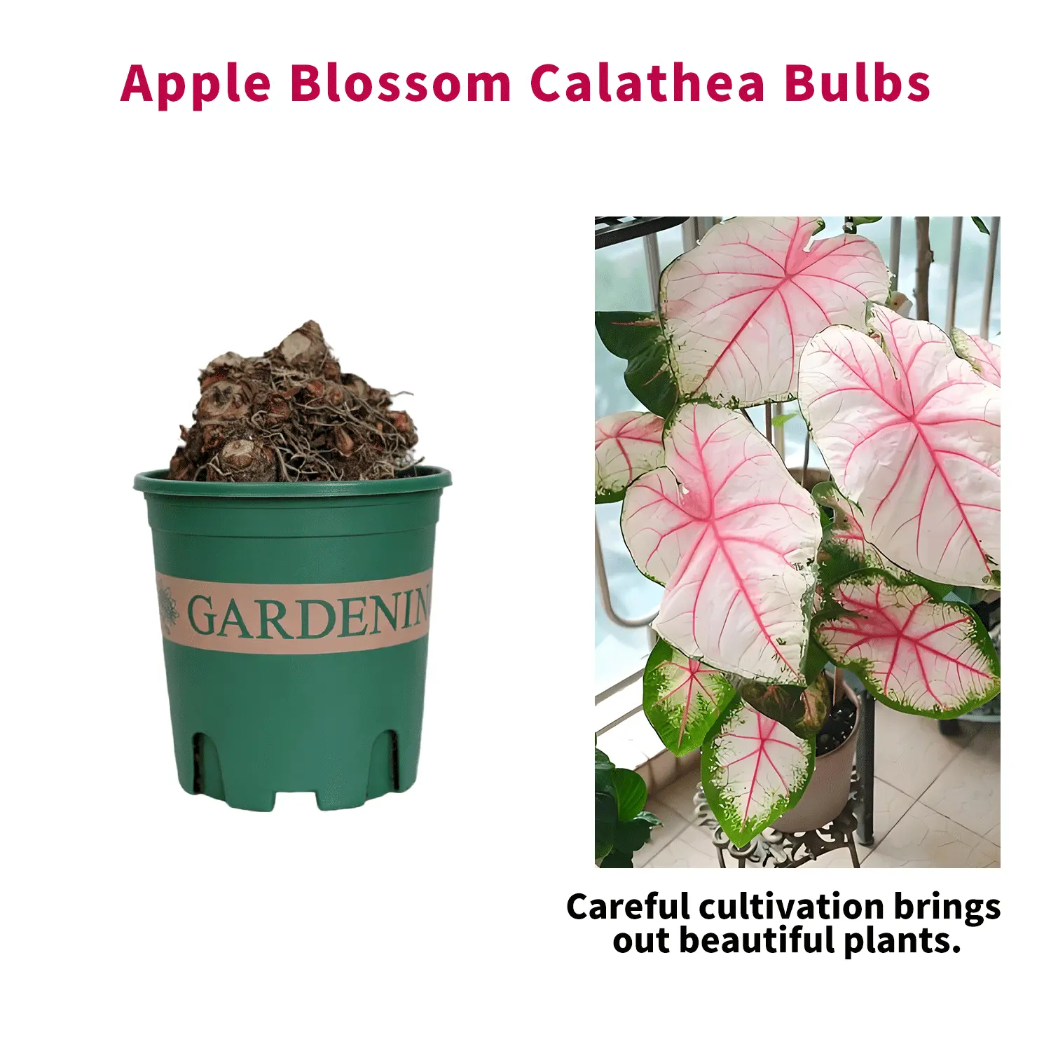 R02   Apple Blossom Houseplant | Elegant Indoor Foliage for Home & Office