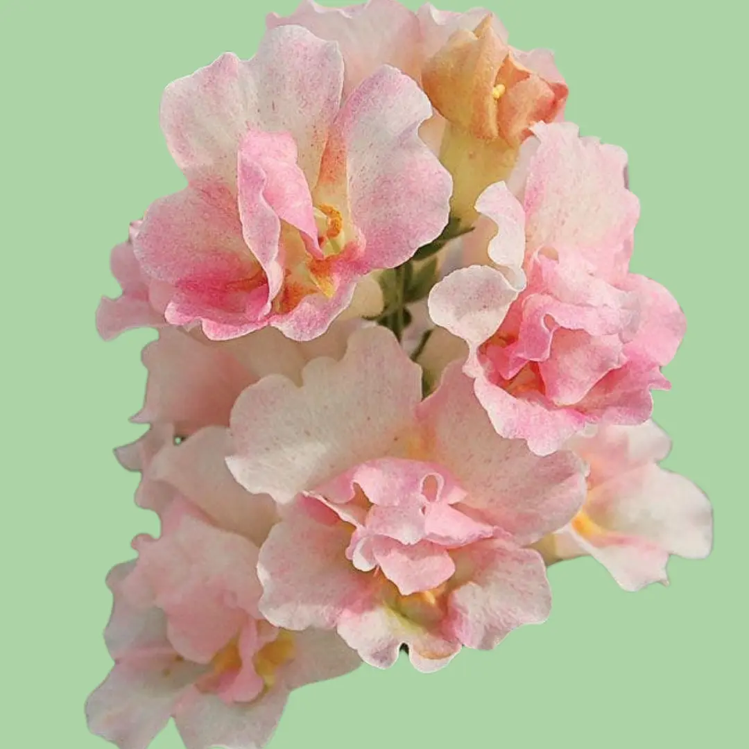 Snapdragon Twinny appleblossom seeds