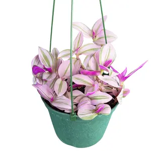 6" XL Tradescantia Nanouk, Live Houseplant, Indoor Plant