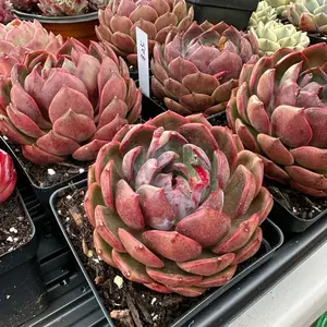 Echeveria 'Mexican Snowball' Single Head (around 4'') - Bare Root Succulents - Terra Tales