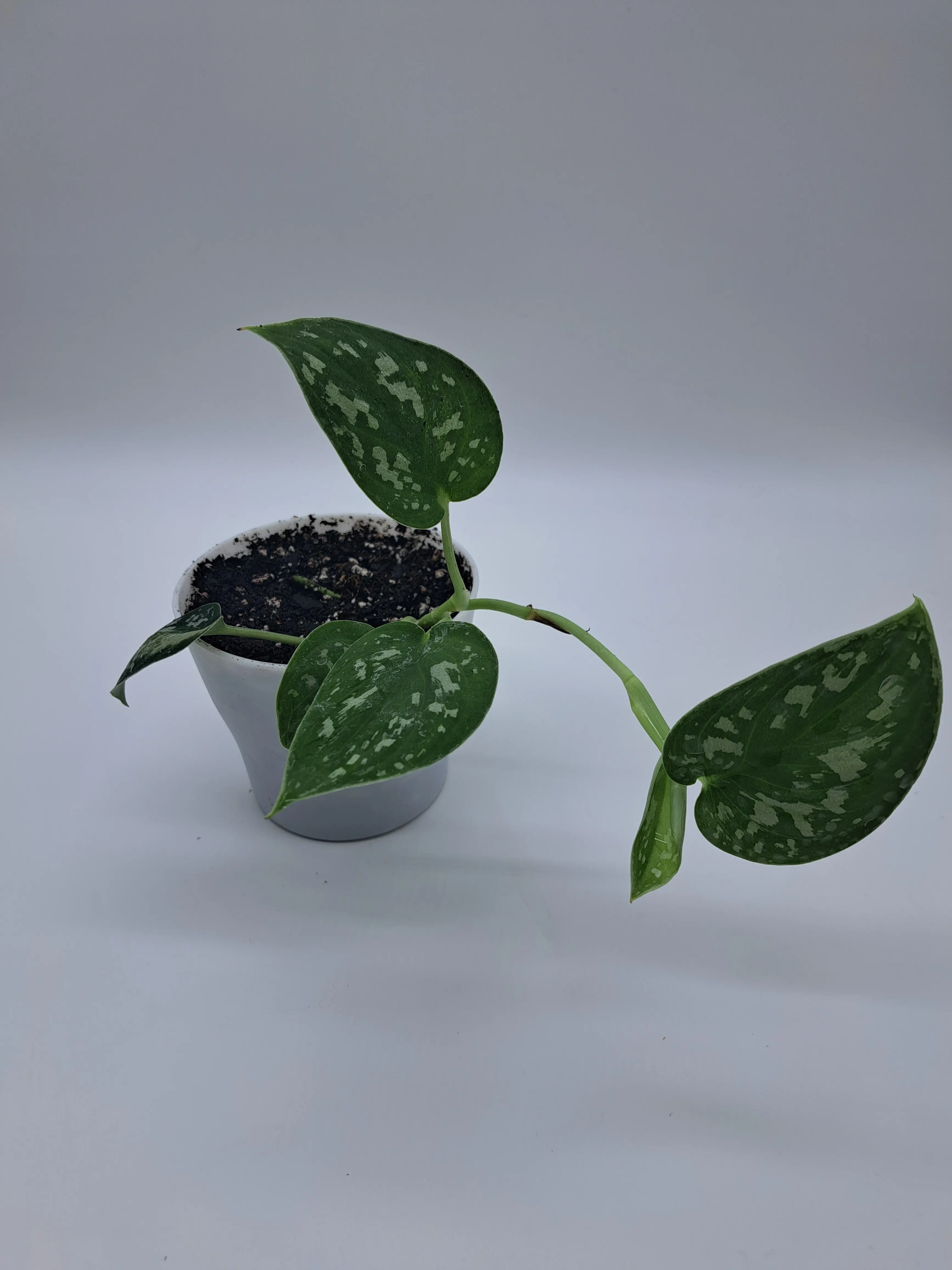 4" Satin Pothos