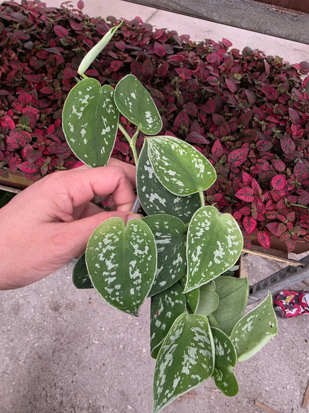 Scindapsus Silver Pothos 3" Nursery Pot - Satin Pothos - Silver Splash Plant - Indoor Trailing Plant - Easy Care Live Houseplant
