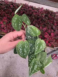 Scindapsus Silver Pothos 3" Nursery Pot - Satin Pothos - Silver Splash Plant - Indoor Trailing Plant - Easy Care Live Houseplant