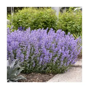 Roberta's Catmint Cats Meow Purple Nepeta 1 pc