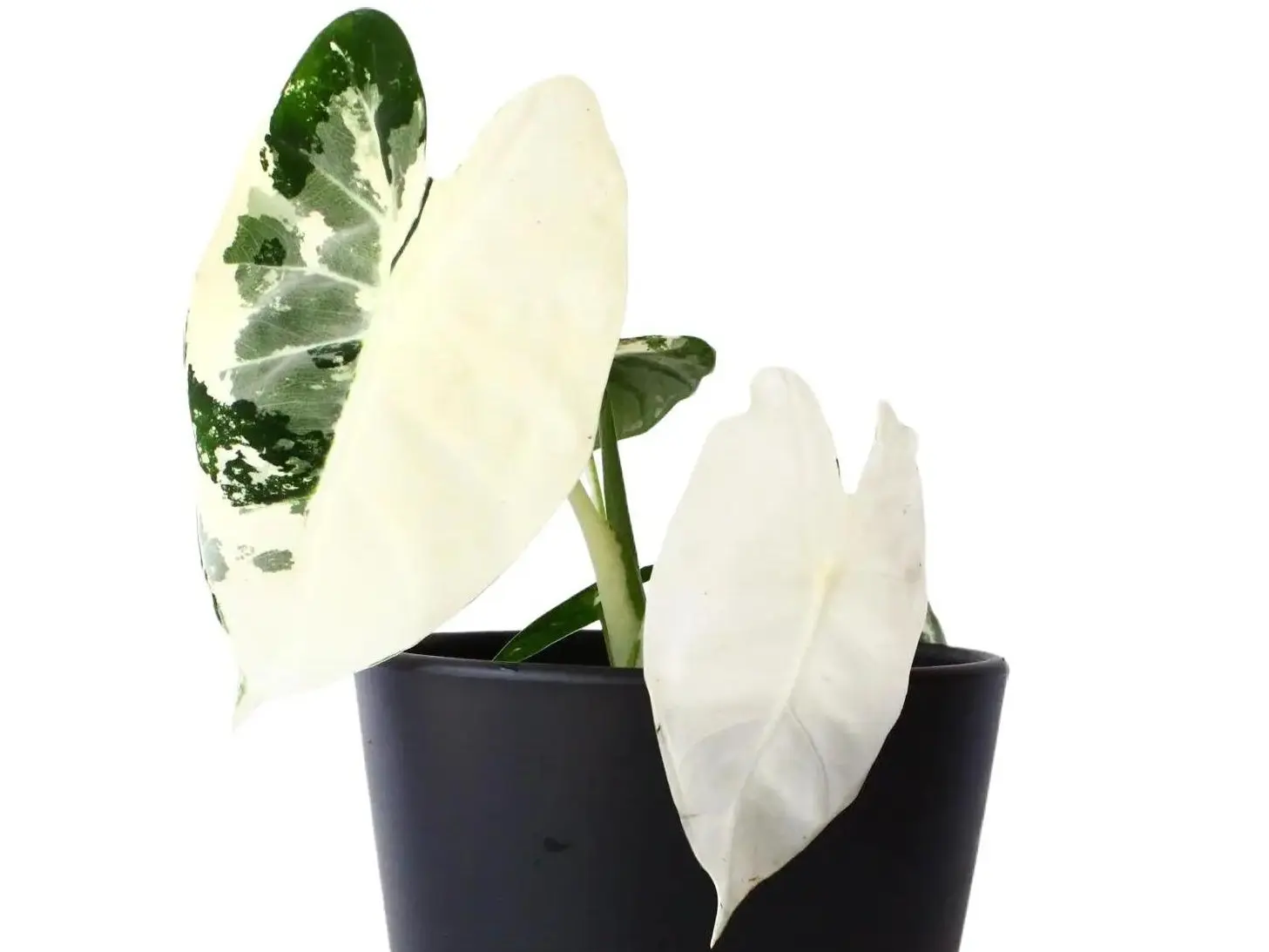 Alocasia Frydek Variegated Potted Live Plant 4in - Alocasia micholitziana - Rare White Variegation - Velvety Emerald Leaves - Striking Contrast - Collectors Jewel Alocasia - Exotic Tropical Vibe - Unique Foliage Pattern - Statement Houseplant