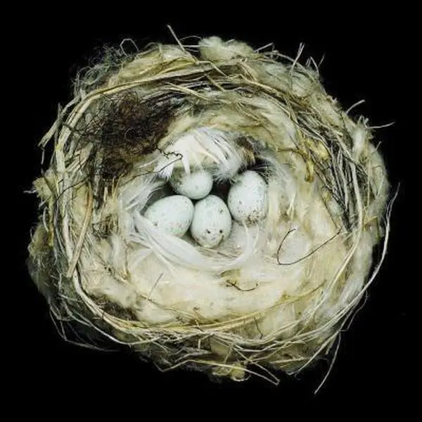 USED Book - Nests: Fifty Nests and the Birds That Built Them by Sharon Beals (Hardcover) - english