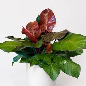 Xl Philodendron Mccolley's Finale 8-Pot House Plant Tropical Charm for Home Decor Versatile Appeal & Stunning Addition to Any Living Space