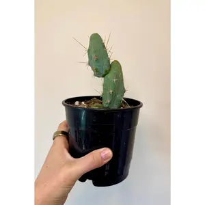 5" Trichocereus bridgesii monstrose ‘Inermis’ | 'PEN15 Cactus'