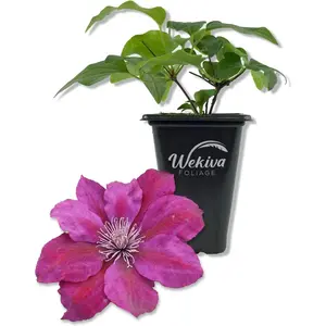 Clematis Picardy - Live Starter Plants in 2 Inch Growers Pots - Starter Plants Ready for The Garden - Rare Clematis for Collectors
