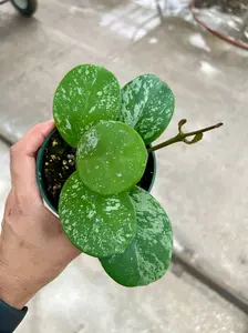 Hoya Obovata Splash Pot 4” - Houseplant - Tropical Foliage