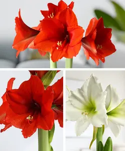Amaryllis 3-Pack: White/Red/Red