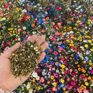 All Perennial Wildflower Mixed Seeds for Planting 1000+ Seeds with Lupine Shasta Daisy Attracts Pollinators Plant in Spring or Fall Zones 3-10