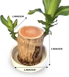 Brazilian Wood - Hydroponic and Potted Mini Lucky Money Tree with Tray, Table Decoration for Disguised Gifts