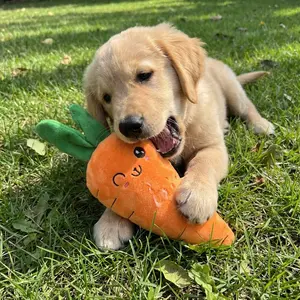 1 Pack Plush Carrot Dog Toy with Squeaky and Crinkle Sound, Realistic Carrot Shape Interactive Chew Toy for Puppy Cats