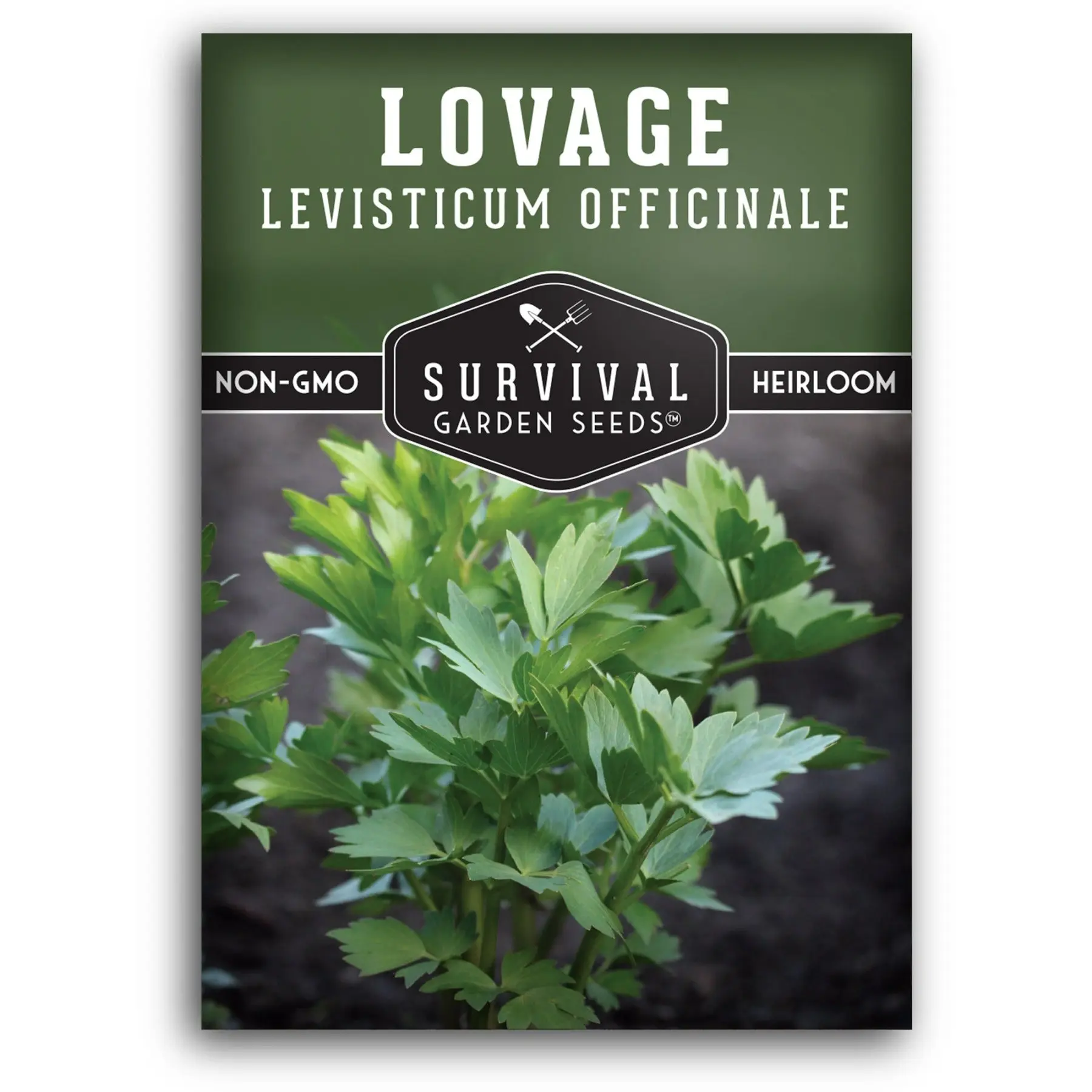 Lovage Seeds - Natural Plant Seeds with Versatile Uses
