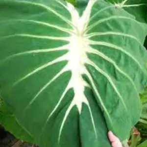 Colocasia Nancys Revenge, Nancyana Elephant Ear Live Plant, Nancy's Revenge, Colocasia, Tropical Plant Indoor Outdoor in pot 3 to 6" tall