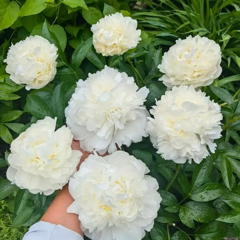 White Peony Root Bulbs, Easy-to-Grow, Huge Fragrant Blooms, Novice-Friendly for Home Garden Landscape Decor