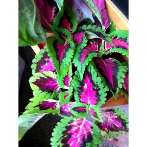 Coleus (seeds) Wizard Rose
