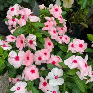 200 Periwinkle Seeds Pack for Garden & Outdoor Planting – Suitable for Flower Beds, Yard Borders & Seasonal Landscaping Projects – Bulk Flower Seed Collection – Seeds Only, Not Live Plants