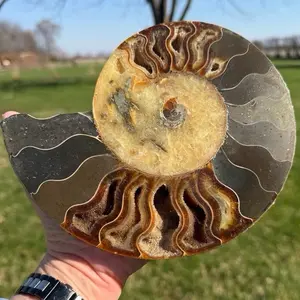 100+ million year old Ammonite Fossil
