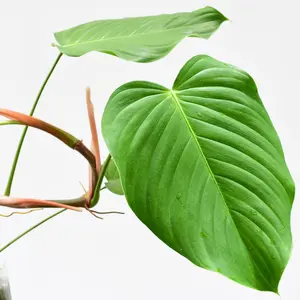 Philodendron grandipes