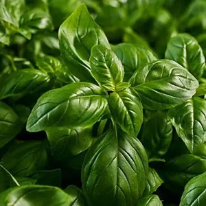 Ocimum Basilicum Basil Fragrant Fast-Growing Herb Seeds 2 Pack x 1500 Seeds Non-GMO Fresh Flavor Kitchen Window