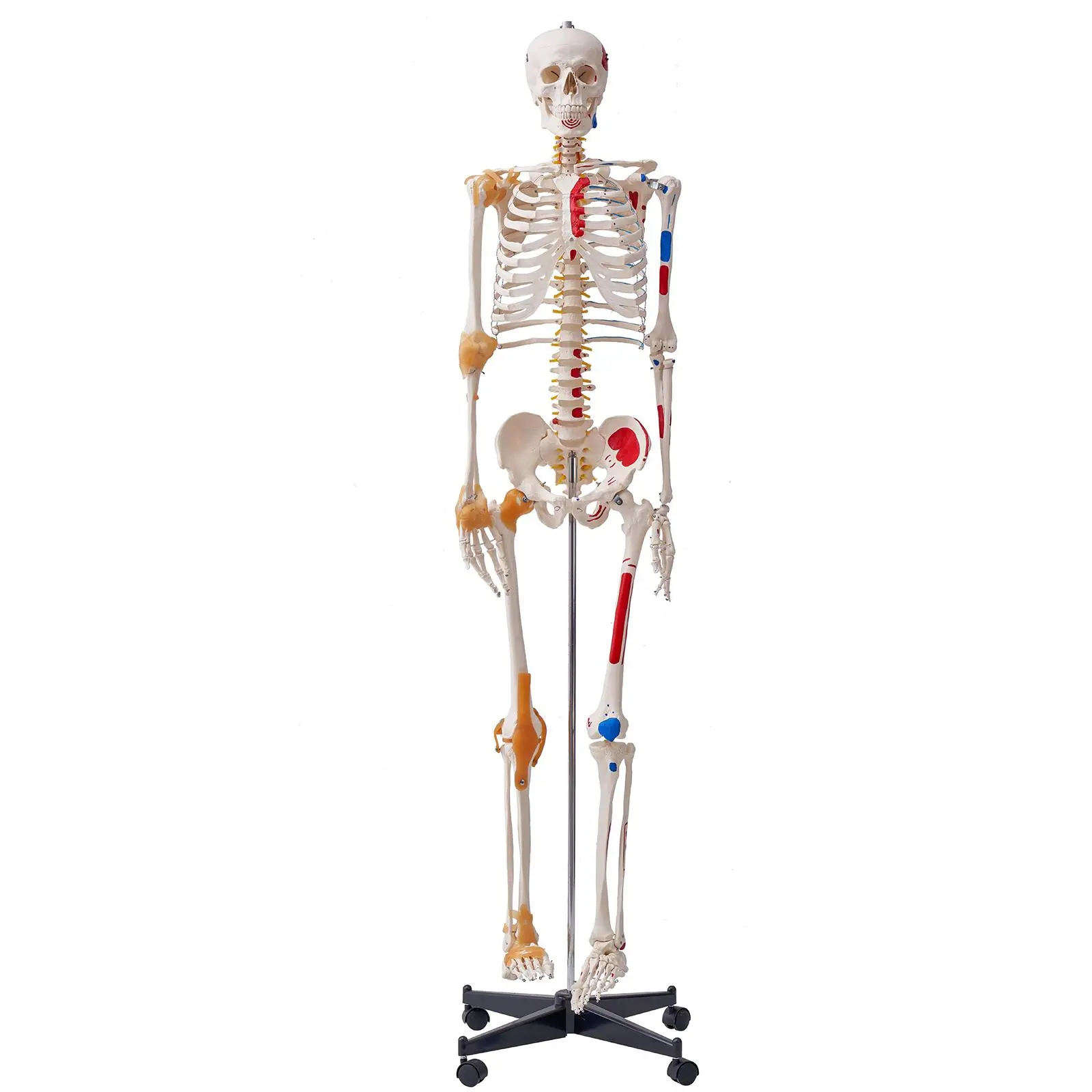 【Summerfinds】VEVOR 71.65in Life-Size Human Skeleton Model for Anatomy, Accurate PVC Model with Ligaments, Movable Arms-Legs-Jaw, Muscle Origin & Insertion Points, Home Supplies Visual Learning Tool for Professional Study, Easy Assembly Human Structure Aid