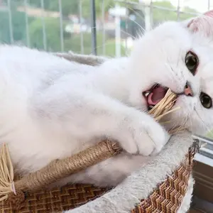 Cat Chew Sticks Set (6/5/3/2/1), Durable & Safe Design, Ideal for Teeth Cleaning & Playtime, Perfect Gift for Cats