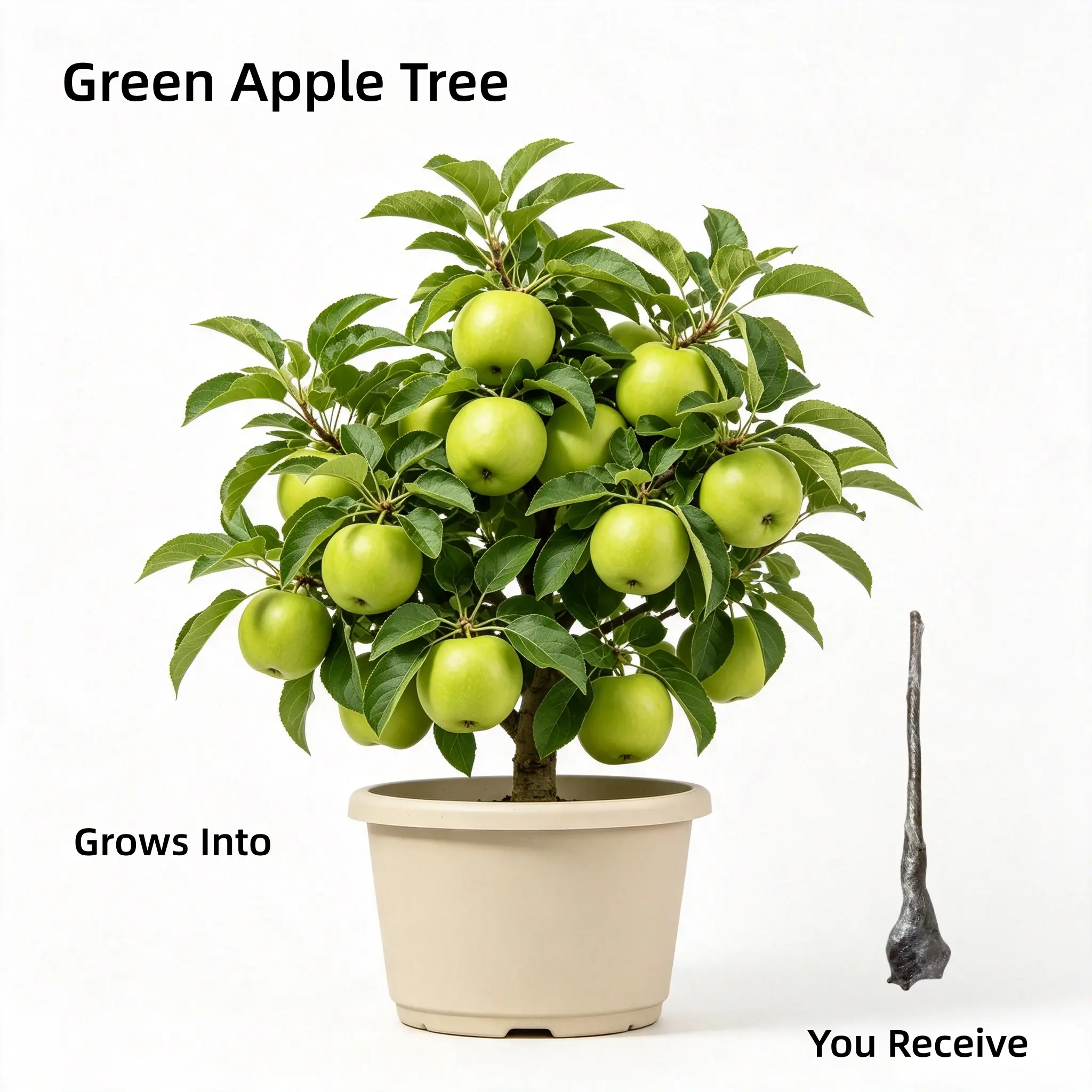 Live Green Apple Tree Sapling, 16-20 Inch Tall Fast Growing Fruit Plant for Home Garden & Orchard