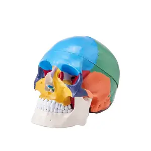VEVOR Human Skull Model, 3 Parts Human Skull Anatomy, Life-Size Painted Anatomy Skull Model, PVC Anatomical Skull, Detachable Learning Skull Model, for Professional Teaching, Researching and Learning