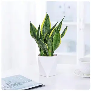 A live snake plant, approximately 33 cm tall; an almost indestructible, low-maintenance succulent houseplant, already potted