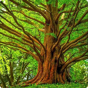 Dawn Redwood Tree Seeds 100 Seeds