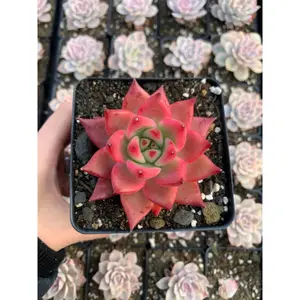 Echeveria agavoides 'Frank Reinelt' - April Farm/Rare Succulents
