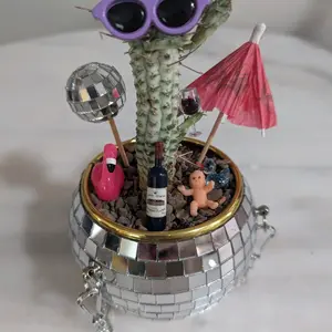 Ladies Night Disco Cactus Live Plant in soil and Disco Ball Planter with decorations package