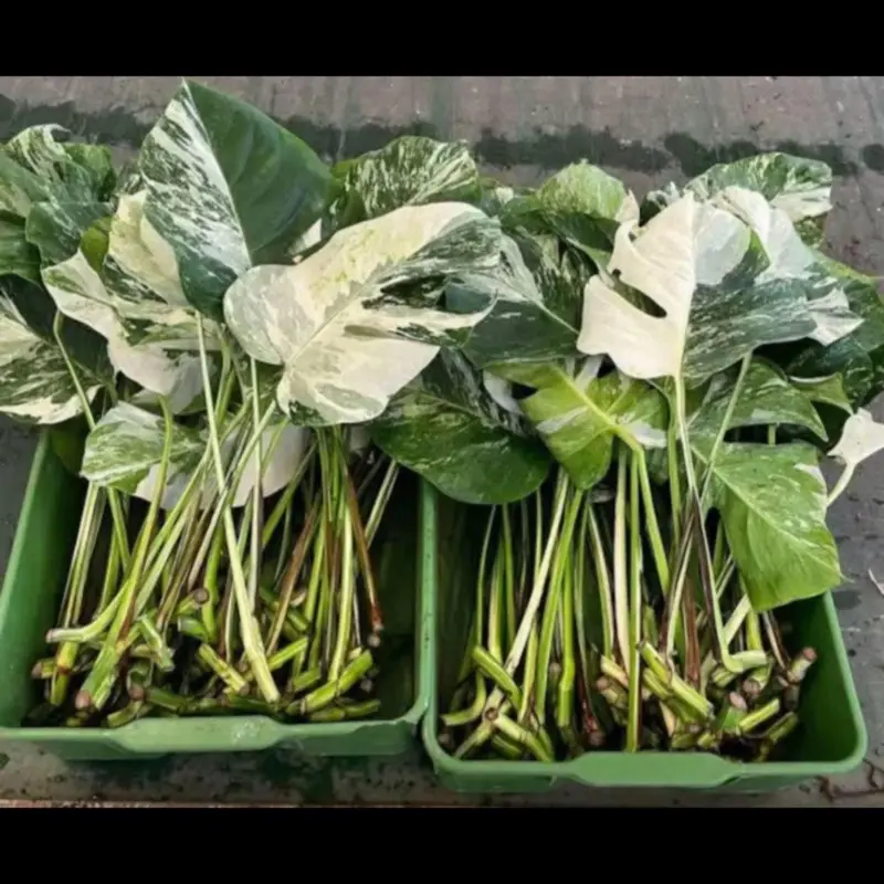 monstera aurea cutting - TikTok Shop